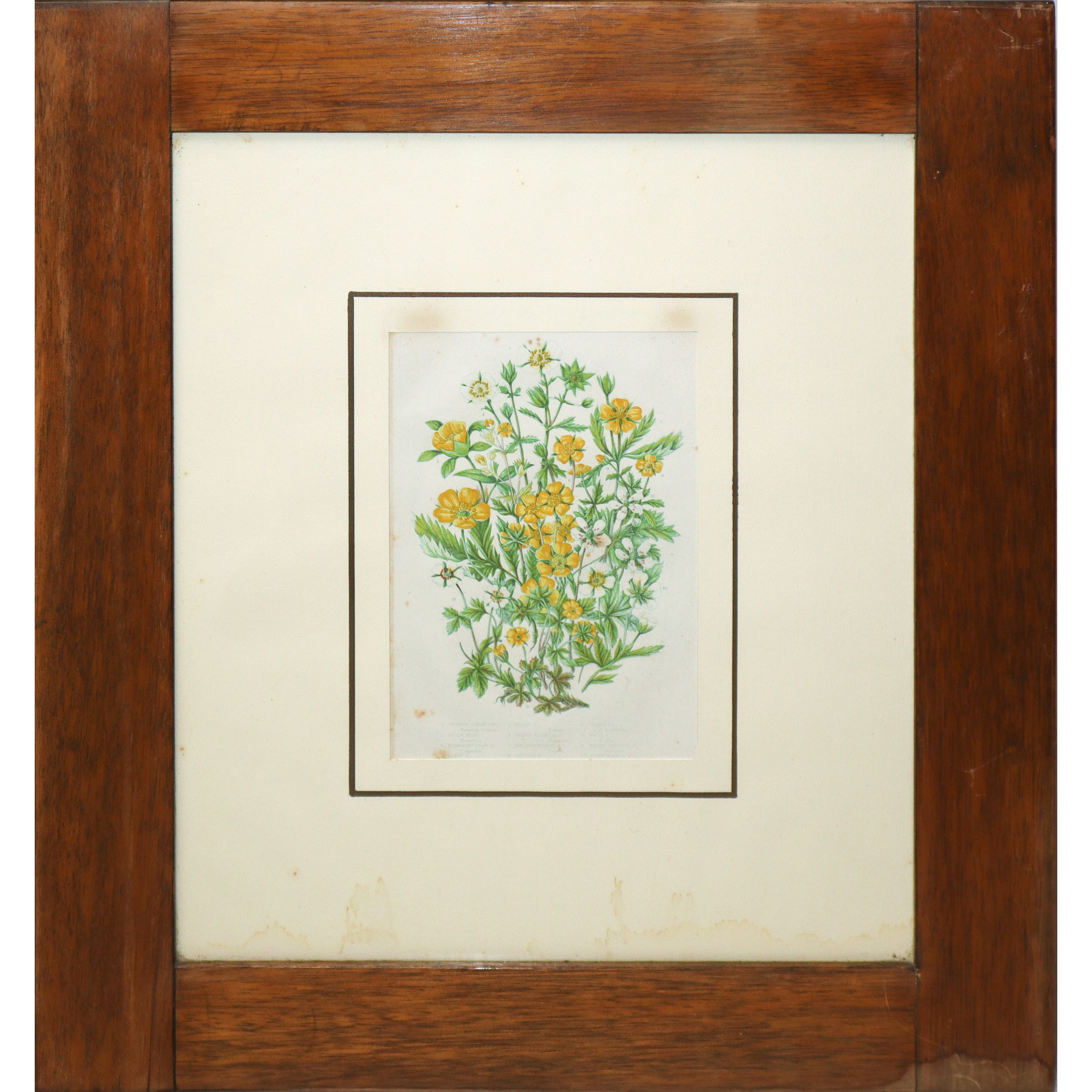 n°4 stampe con elementi floreali