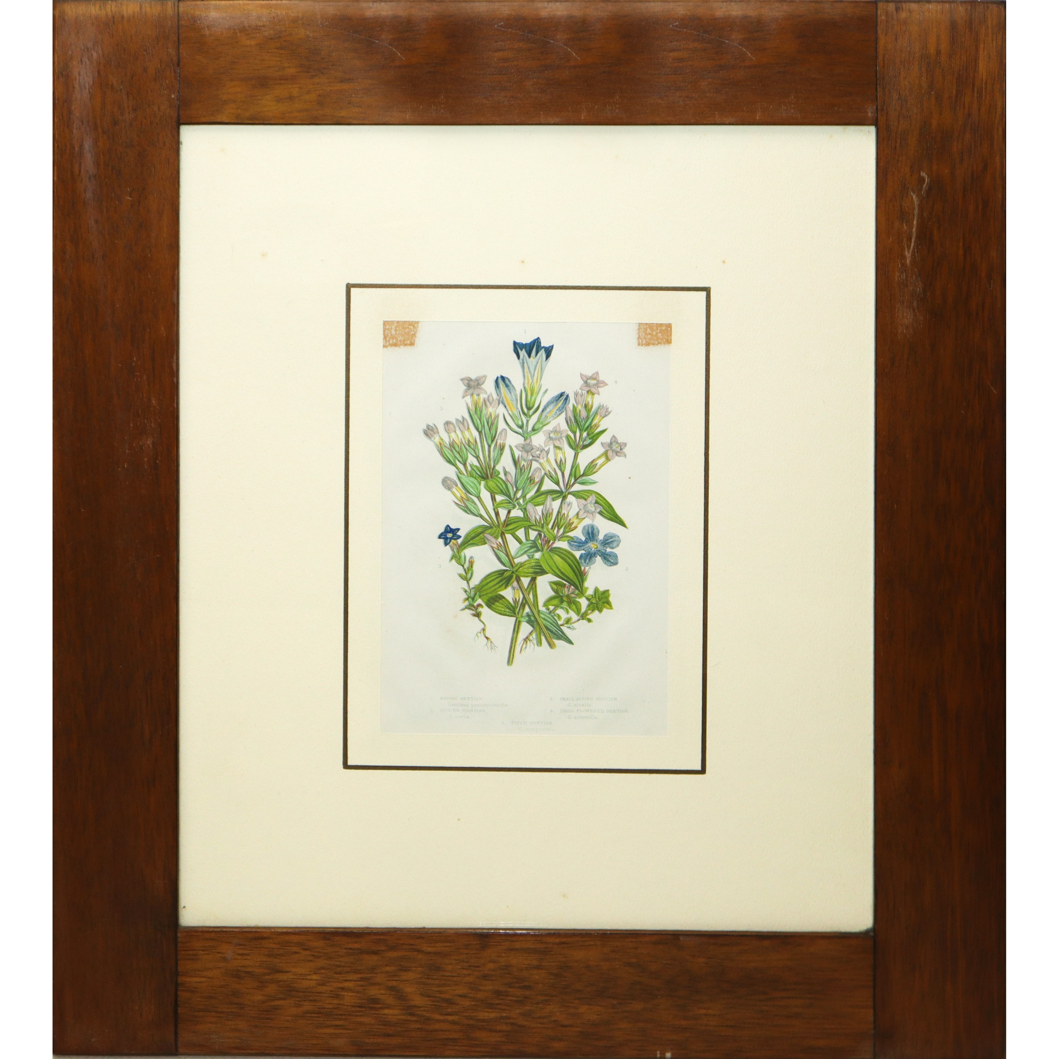 n°4 stampe con elementi floreali