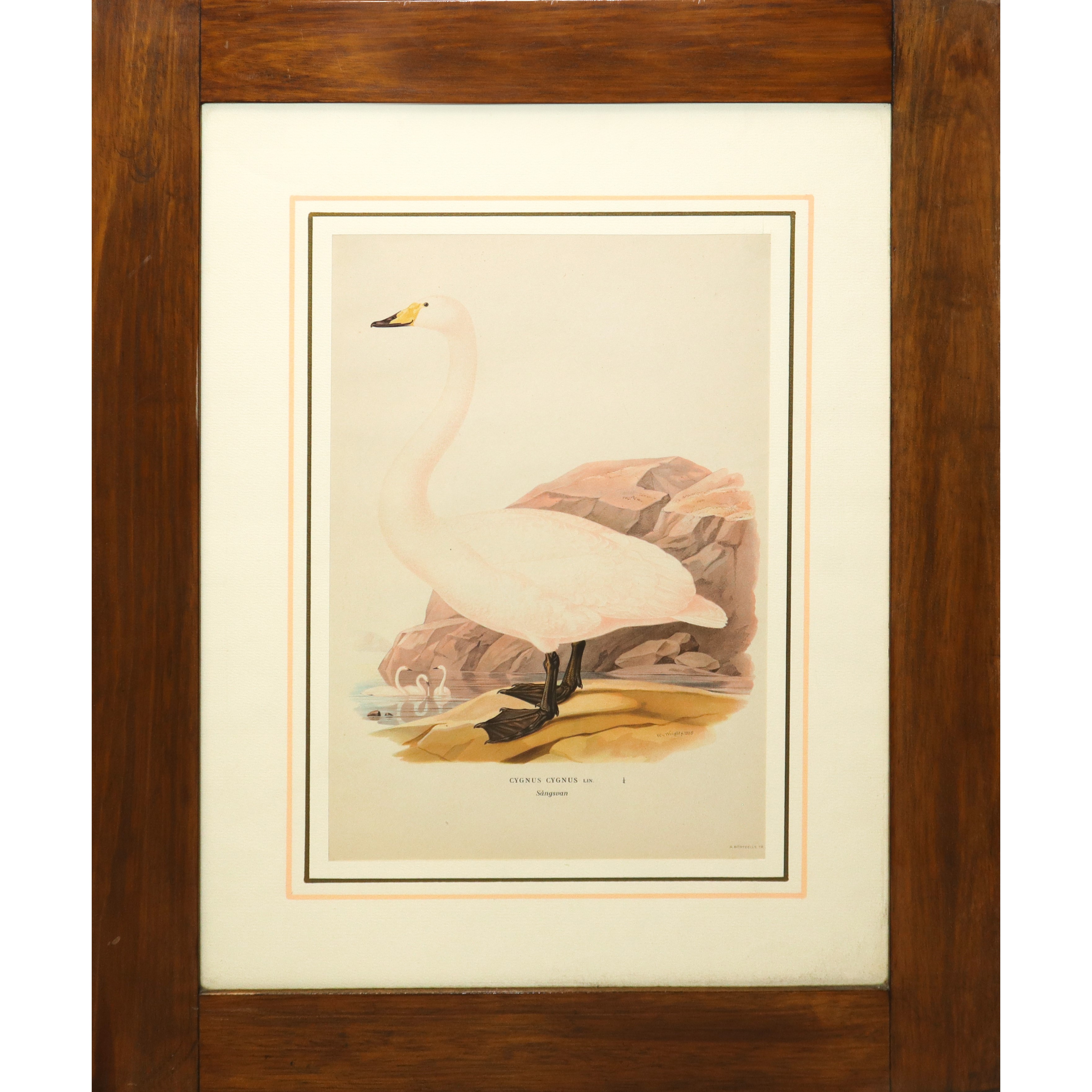 N°2 Stampe con volatili