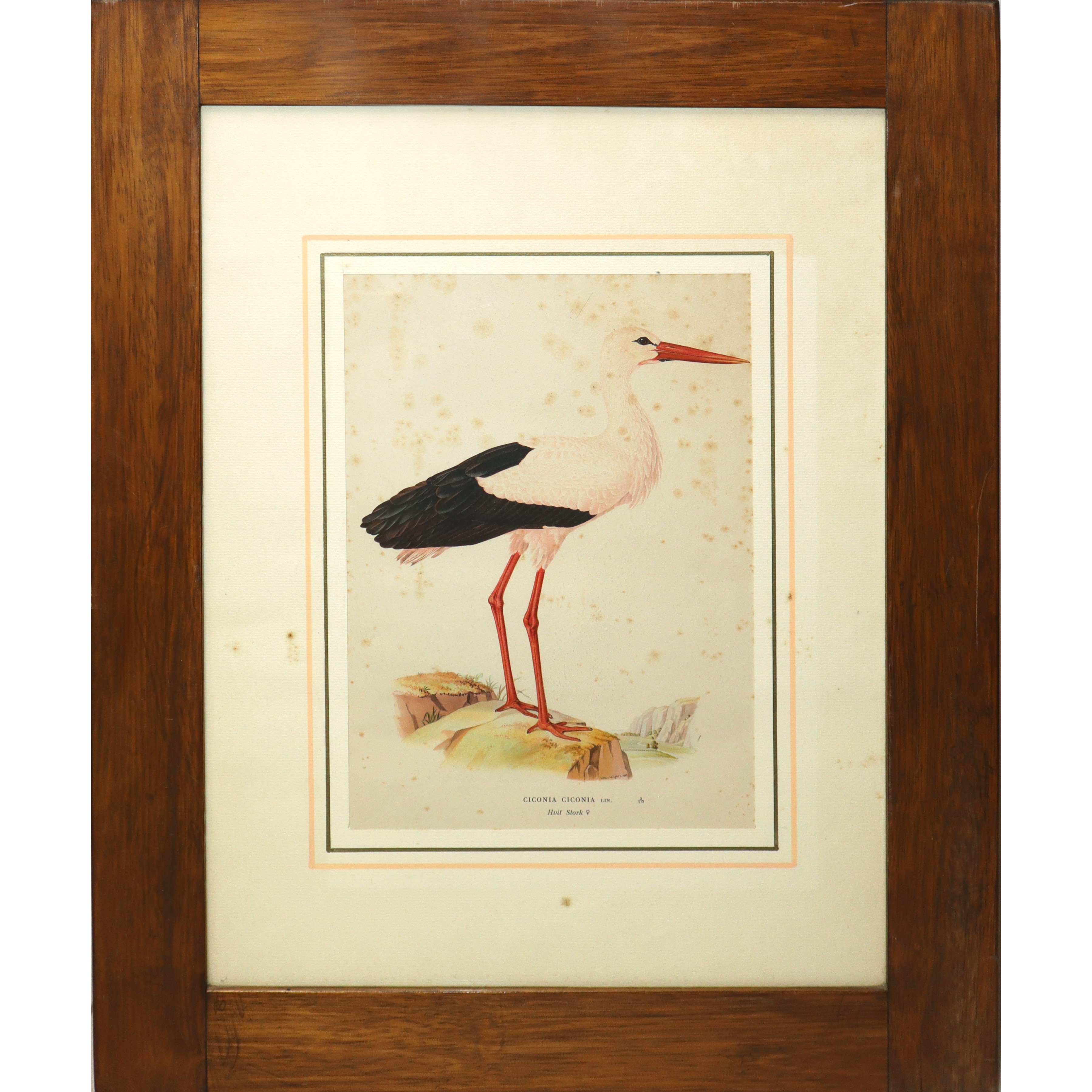 N°2 Stampe con volatili