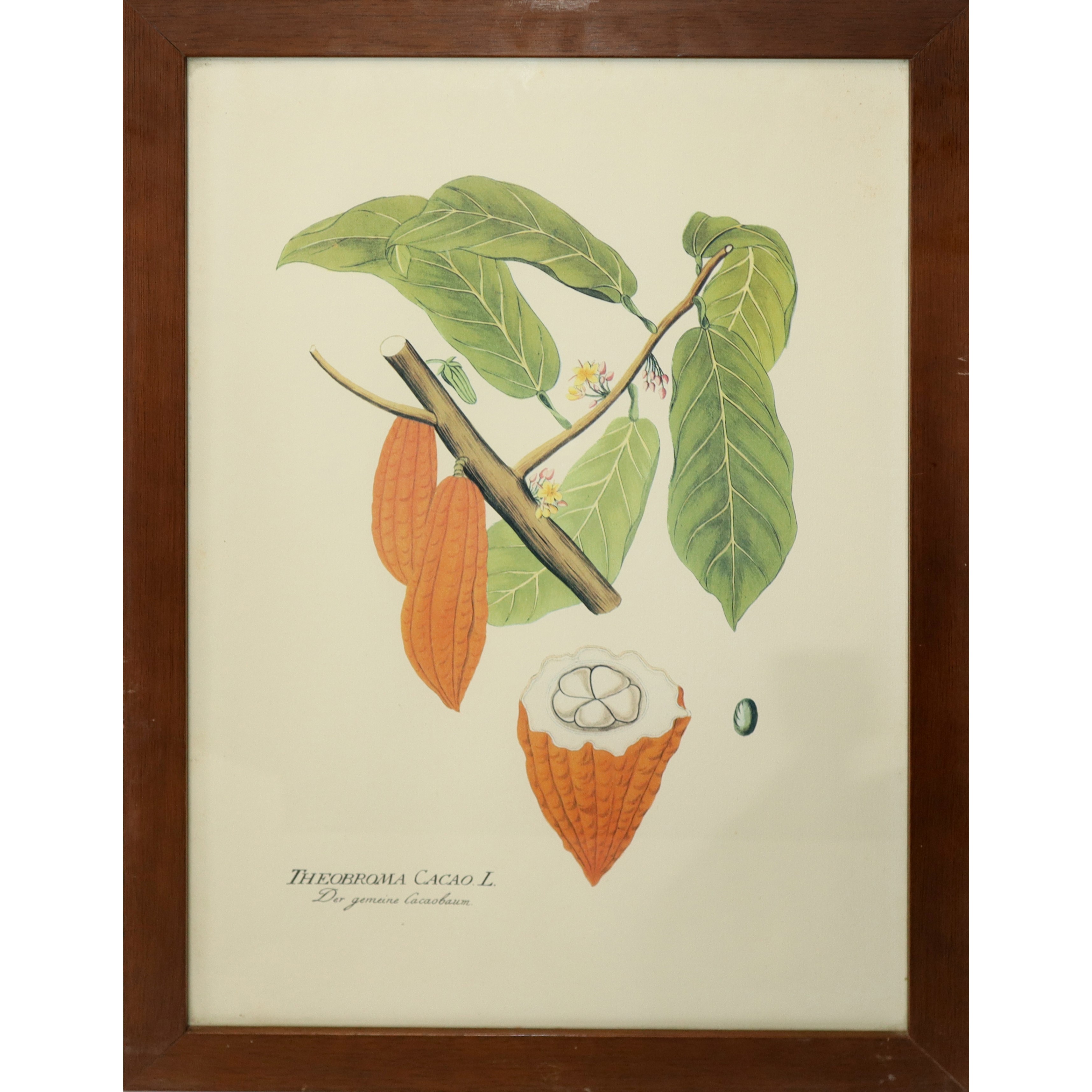 N° 5 Stampe con fiori e frutti