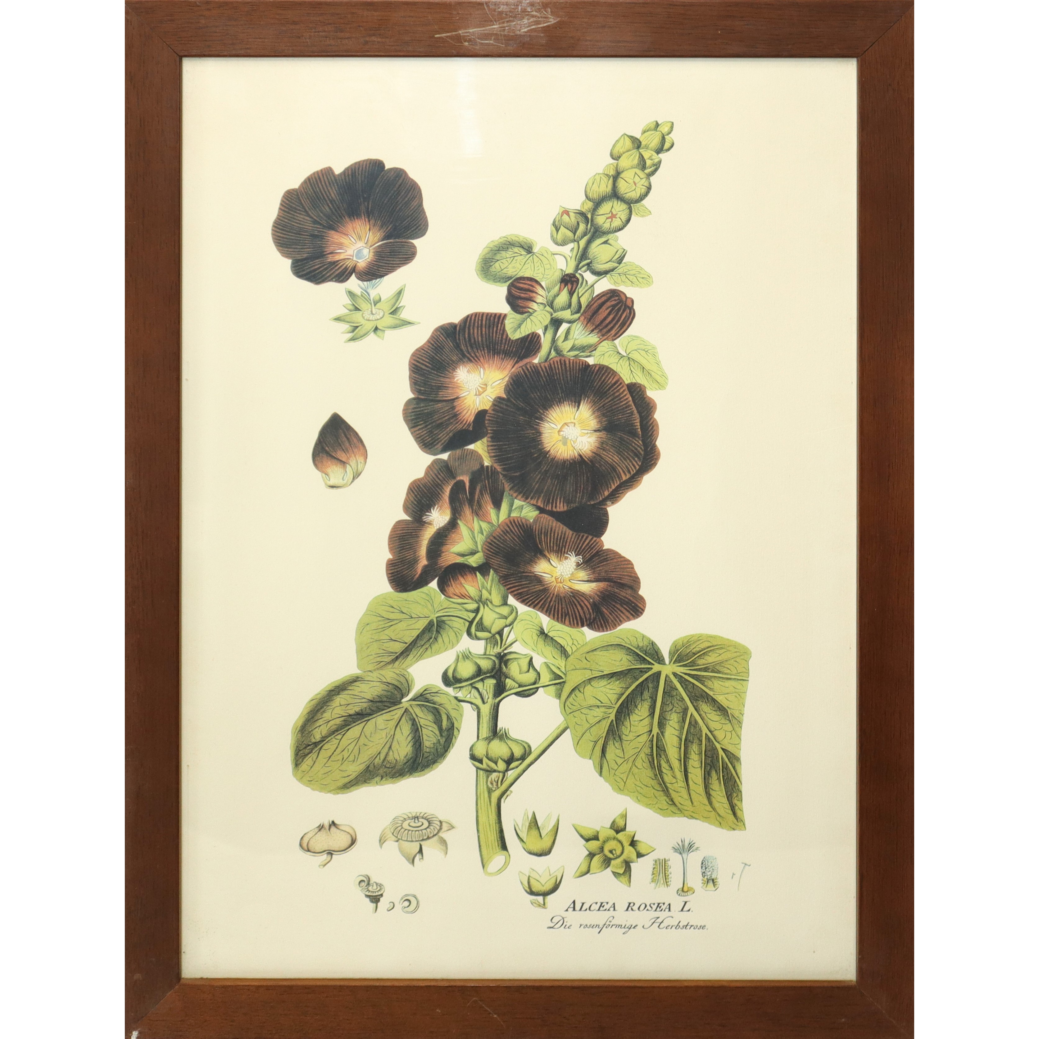 N° 5 Stampe con fiori e frutti