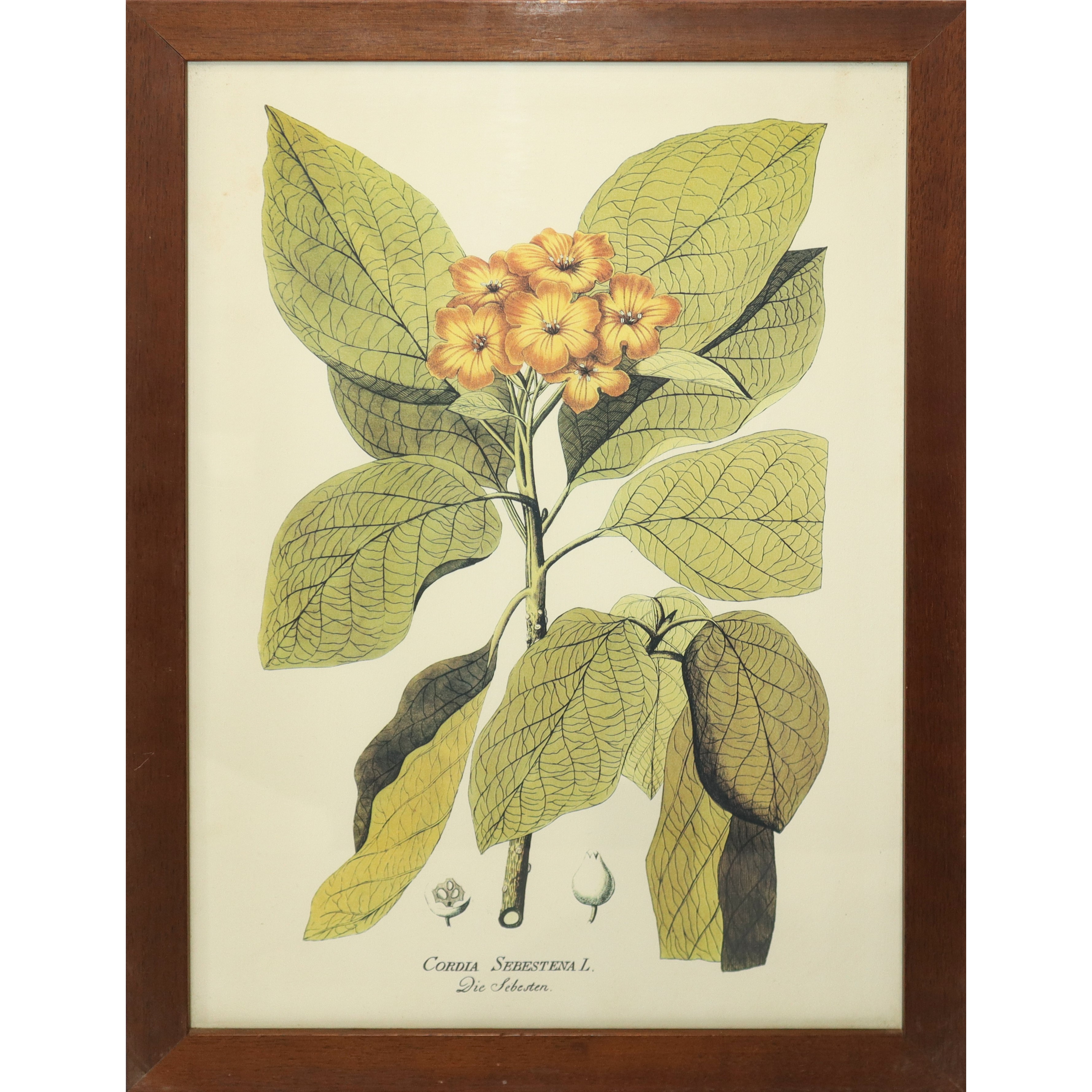 N° 5 Stampe con fiori e frutti