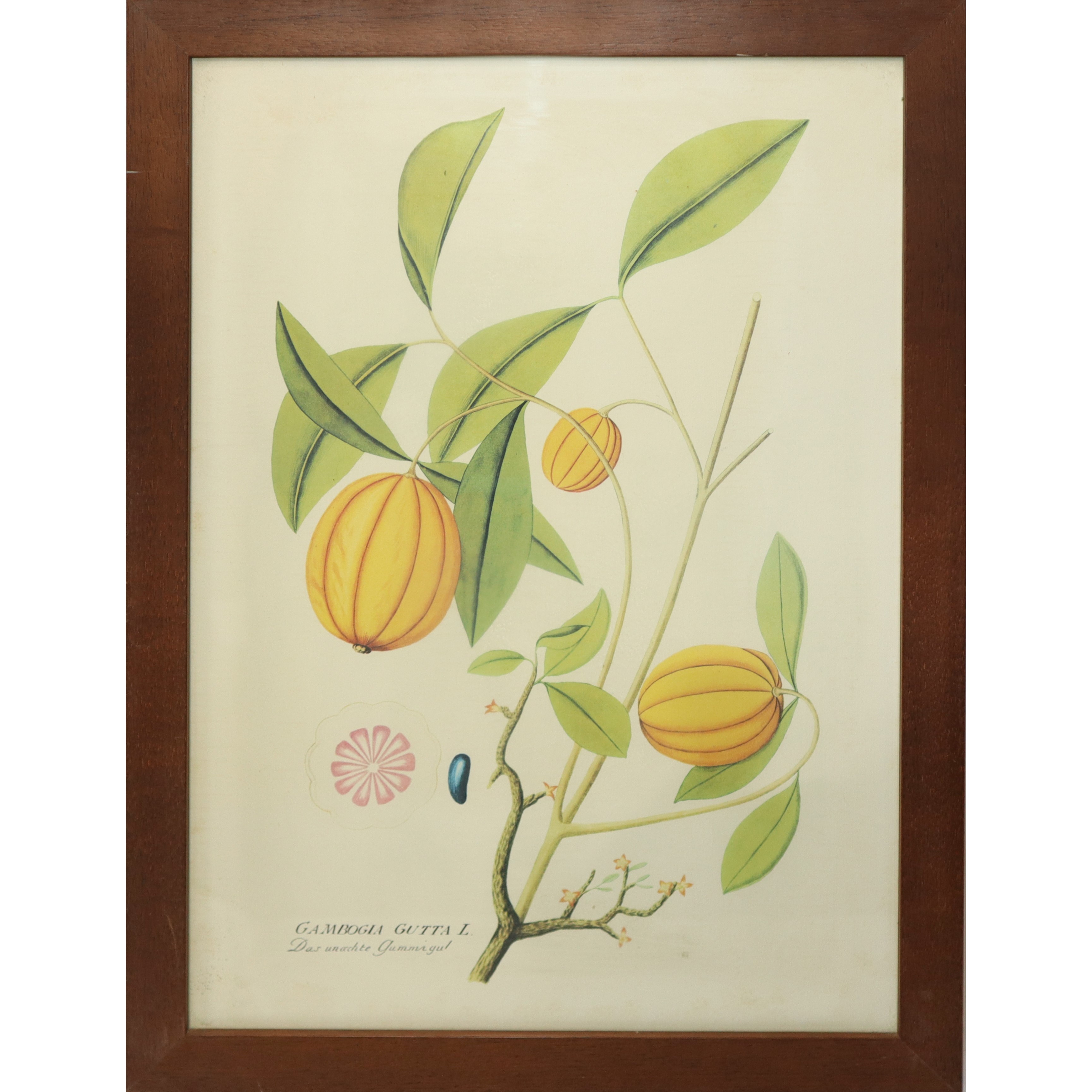 N° 5 Stampe con fiori e frutti