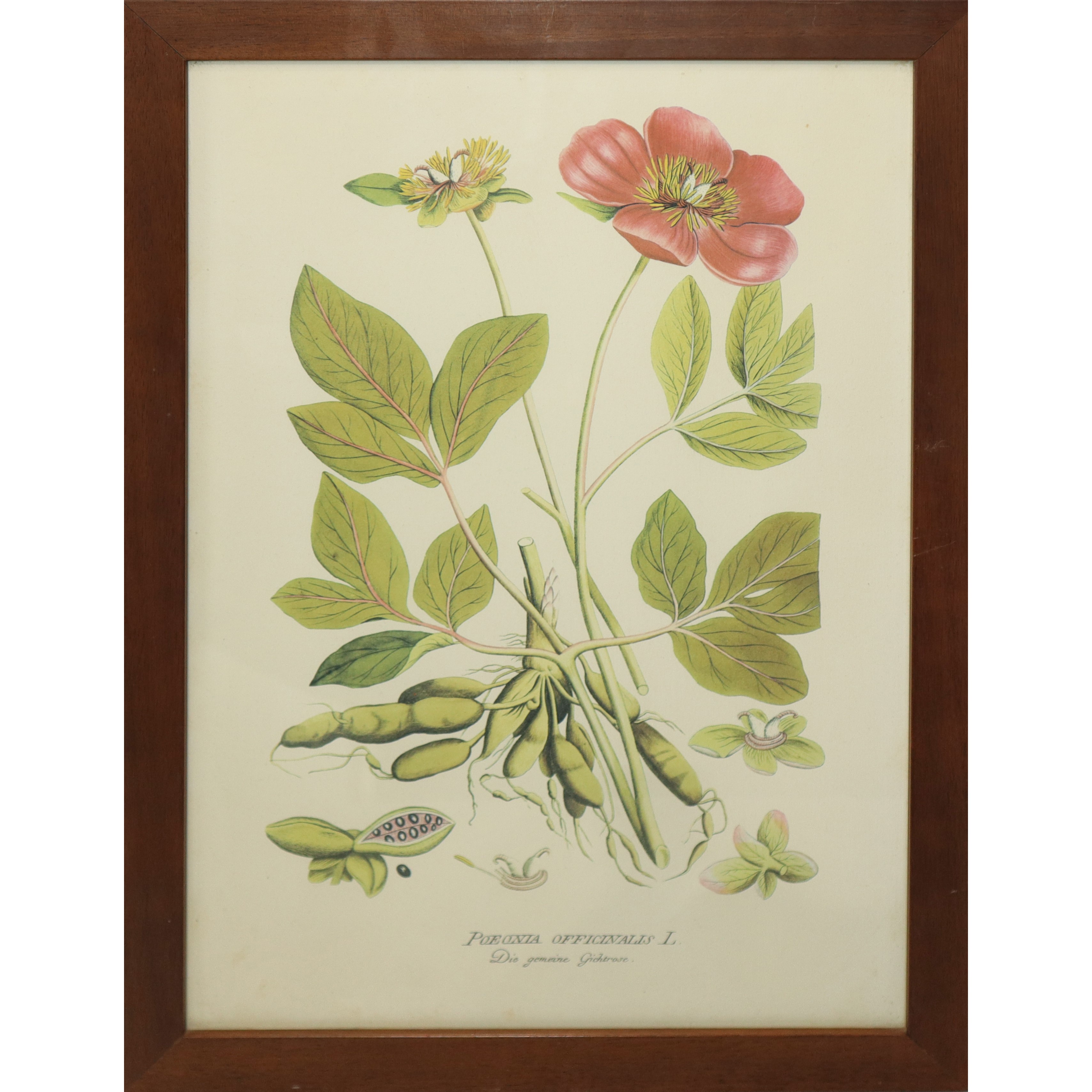 N° 5 Stampe con fiori e frutti