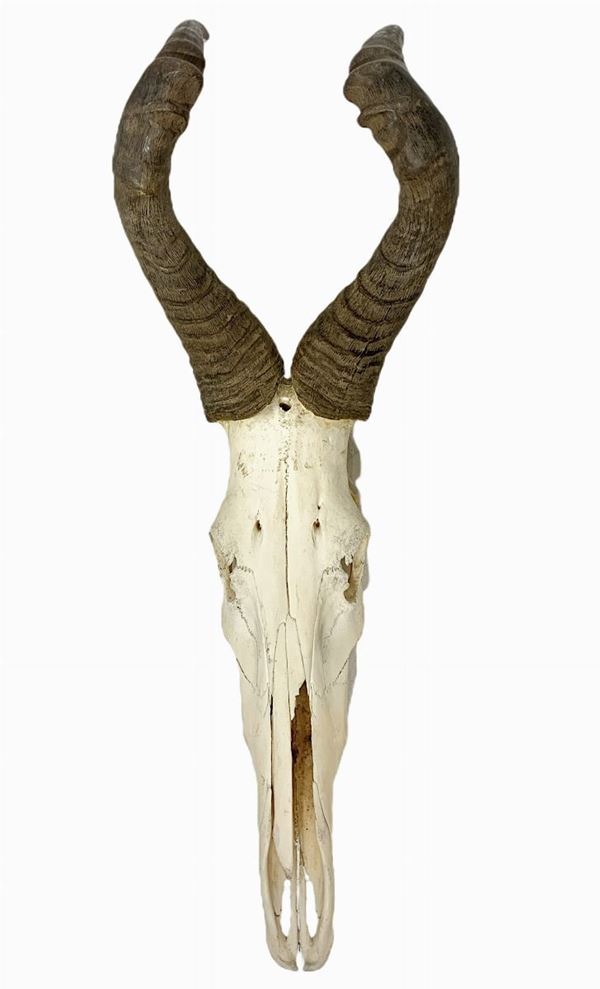 Frammento osseo scheletrico con corna. Con base in ferro battuto. H cm 65x28
