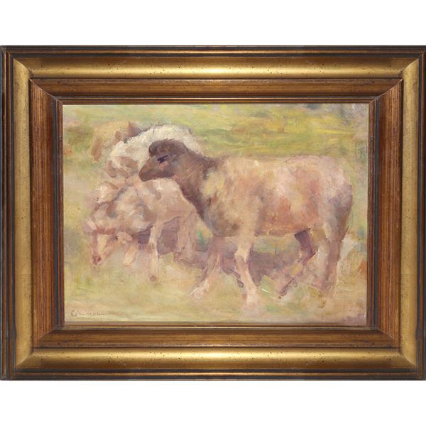 Sheep grazing