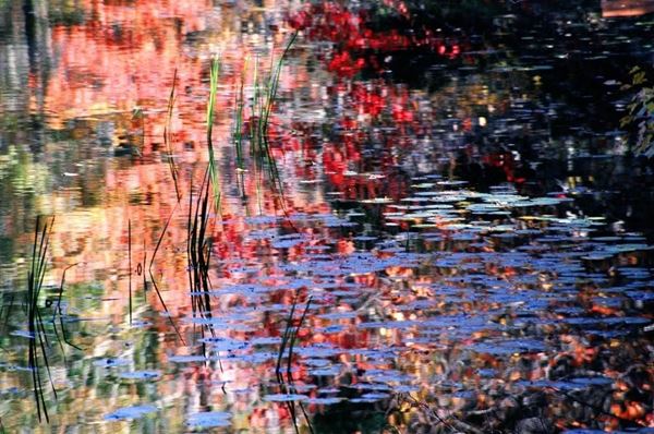 Collection AQUA, titled "Symphony", 2006, slide, PDA 20x30, Digital Fine Art print on photo paper mat, USA: NJ, residence for artists to I-Park, reflection of autumn pink and red leaves on black and blue lake blades of grass