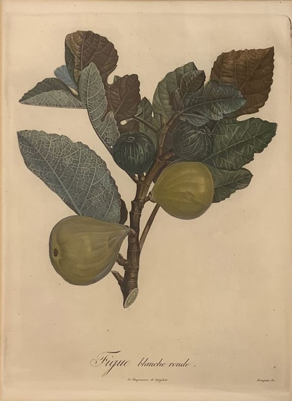Louise Bouquette - Incisione raffigurante ramo con fichi ”figue blanche ronde”, firmato Louise Bouquette 1765-1814. Cm 34x24,5 in cornice cm 54x42