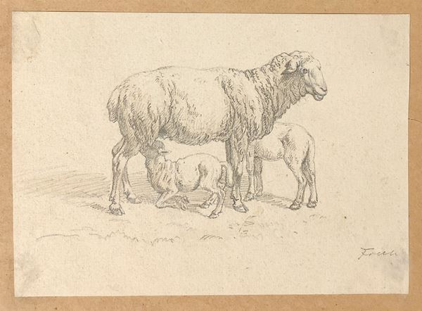 Pencil drawing on paper depicting rural scene with sheep and lambs, signed on the lower right. h 115x160 mm